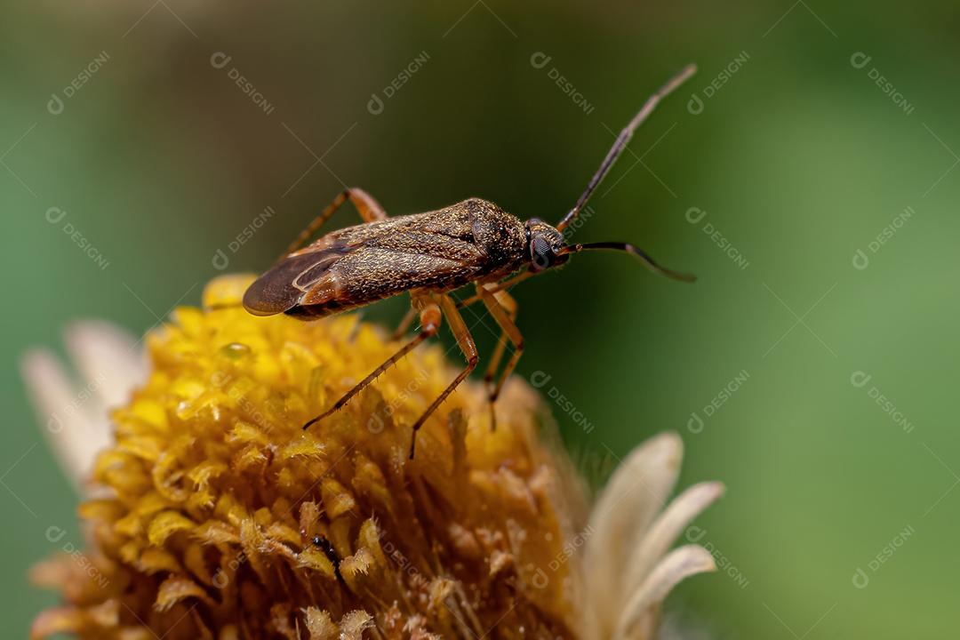 Inseto Verdadeiro Adulto da Subordem Heteroptera