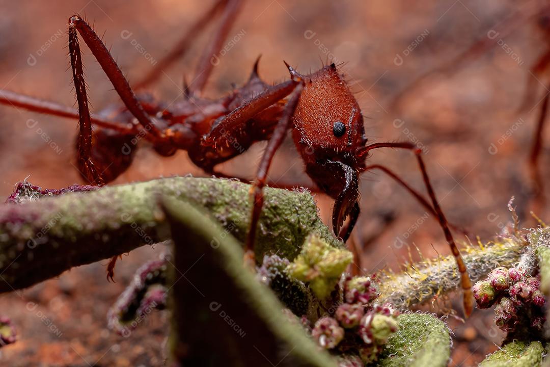 Atta Formiga cortadeira do gênero Atta
