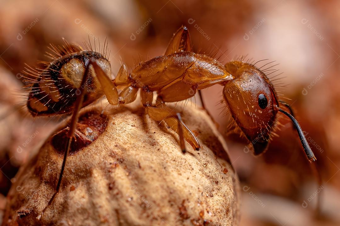 Adult female carpenter ant of the genus Camponotus