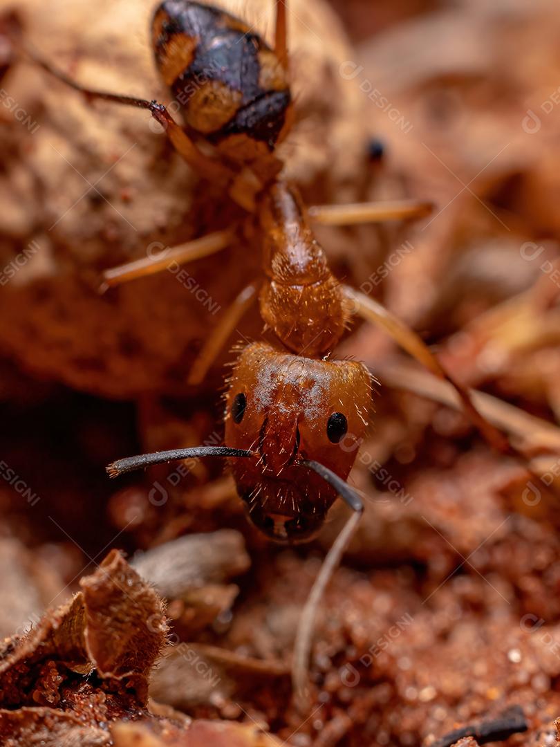 Formiga de carpinteiro fêmea adulta do gênero Camponotus