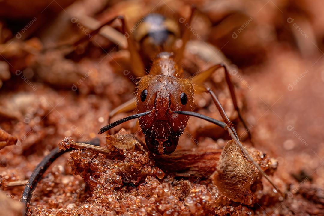 Adult female carpenter ant of the genus Camponotus