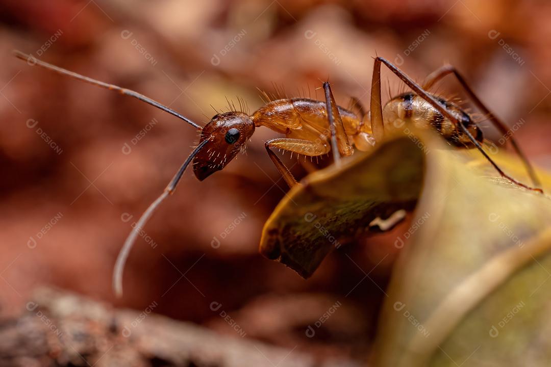 Formiga de carpinteiro fêmea adulta do gênero Camponotus