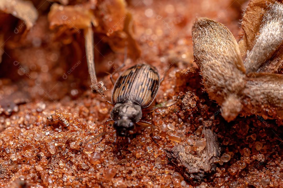 Besouro terrestre adulto da família Carabidae