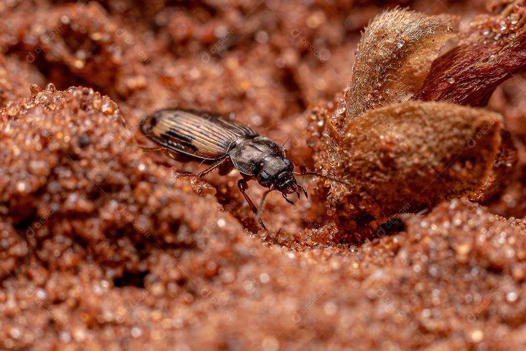 Besouro terrestre adulto da família Carabidae