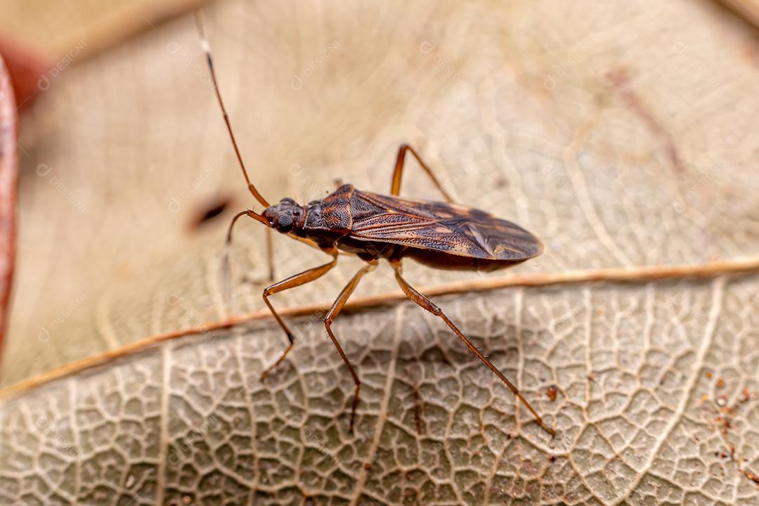Inseto-semente cor de sujeira adulto da tribo Myodochini