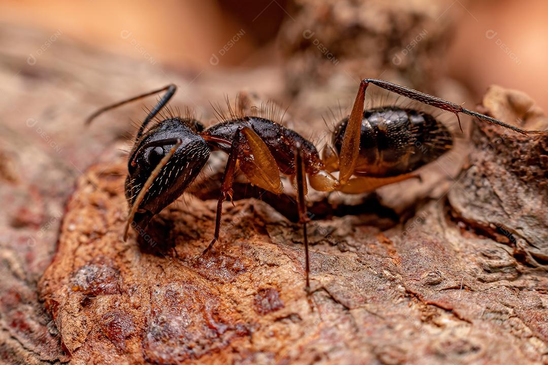 Formiga de carpinteiro fêmea adulta do gênero Camponotus