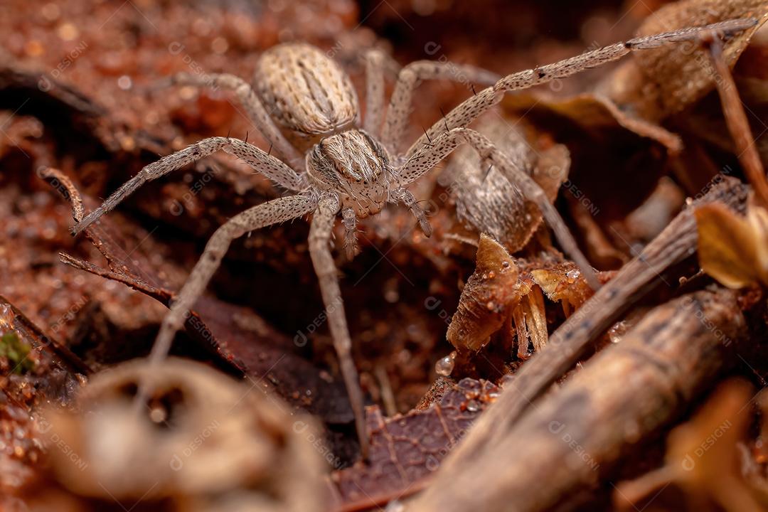 Aranha do Caranguejo Correndo da Família Philodromidae