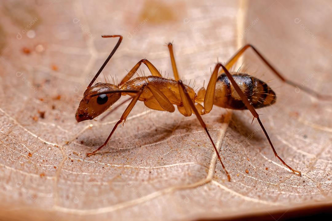 Formiga de carpinteiro fêmea adulta do gênero Camponotus