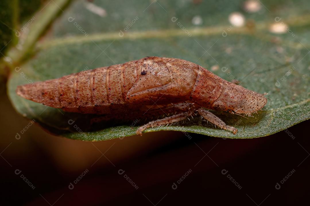 Cigarrinha típica adulta da família Cicadellidae