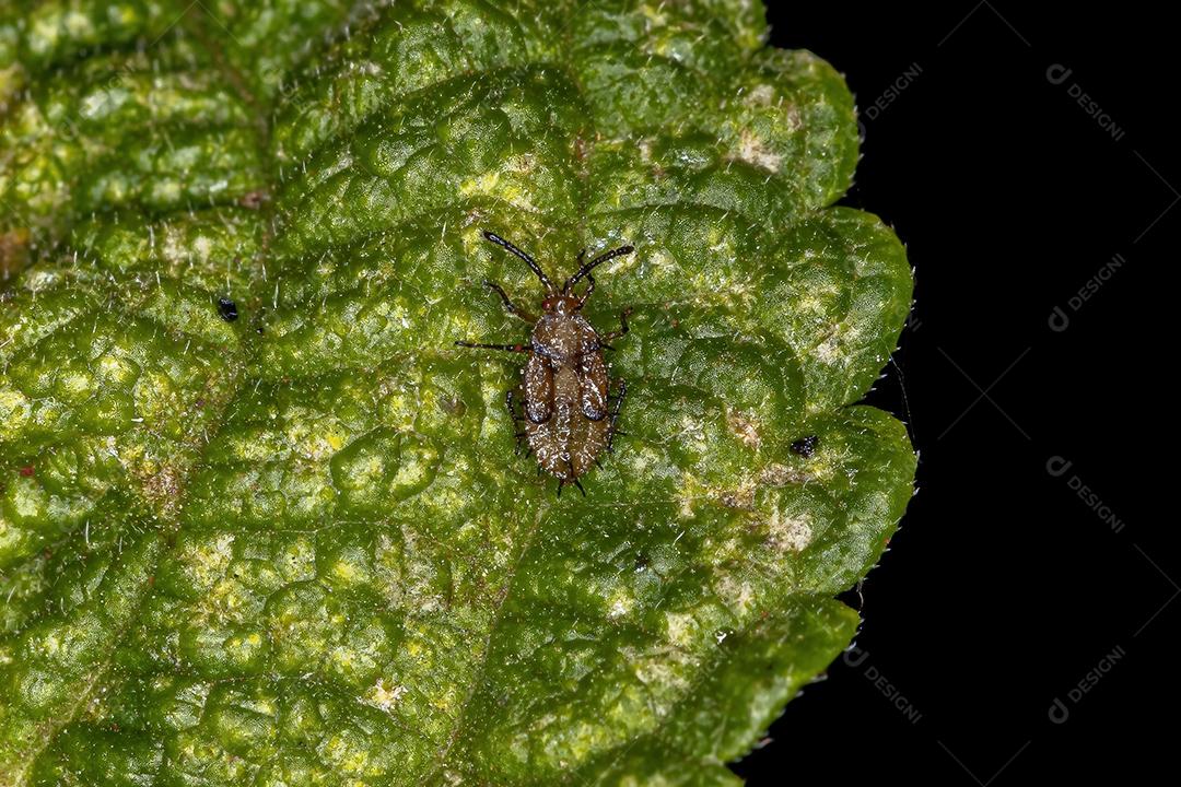 Pequeno Lace Bug da Família Tingidae