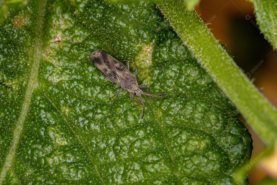 Pequeno Lace Bug da Família Tingidae