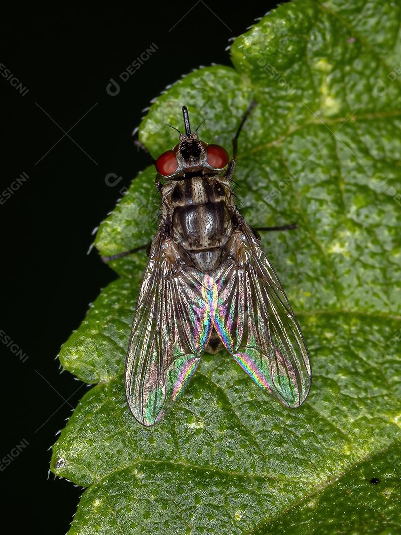 Mosca doméstica adulta do gênero Stomoxys