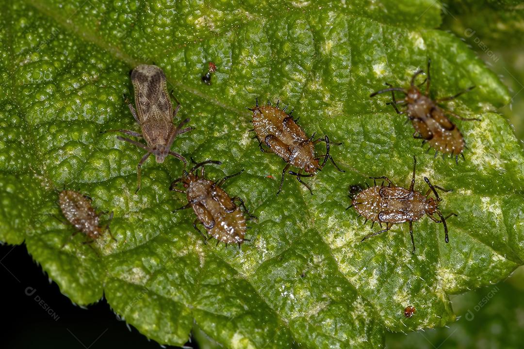 Pequeno Lace Bug da Família Tingidae