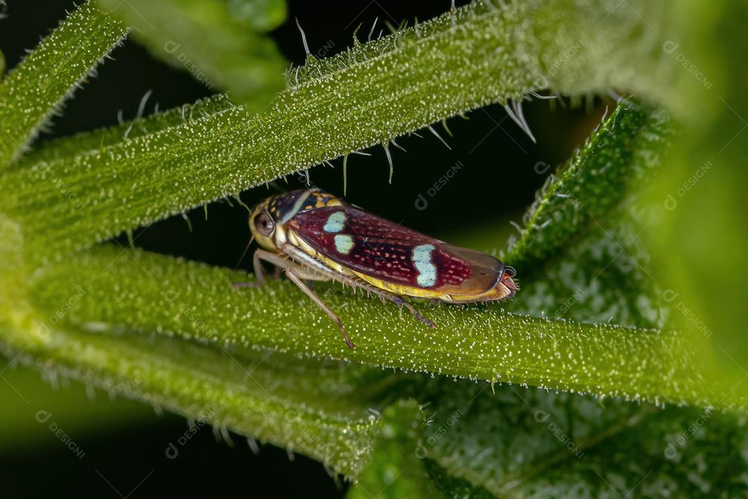 Cigarrinha Típica Adulto do Gênero Macugonalia