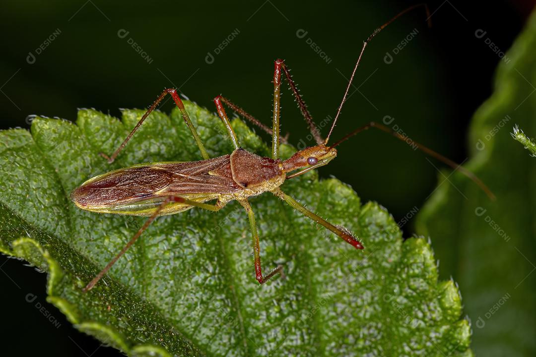 Inseto Assassino Adulto da Tribo Harpactorini