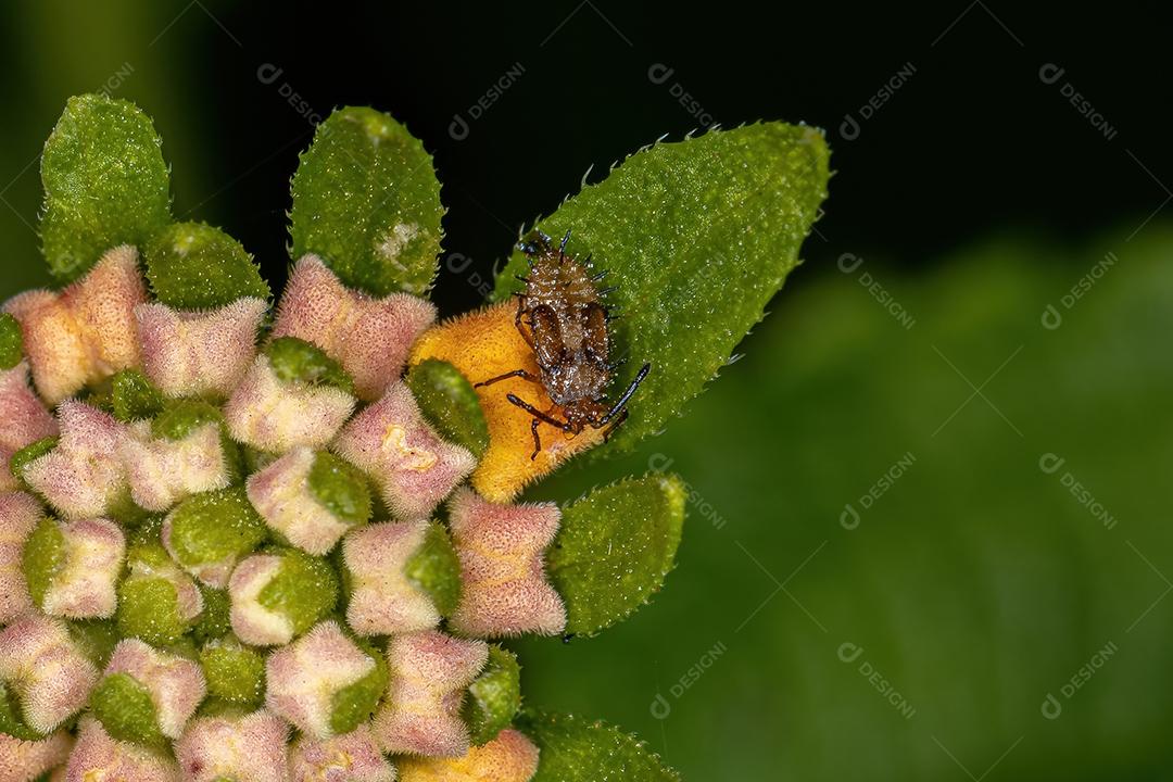 Pequeno Lace Bug da Família Tingidae
