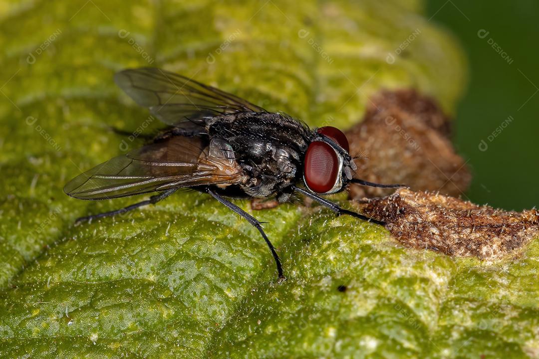 Mosca doméstica adulta da espécie Musca domestica