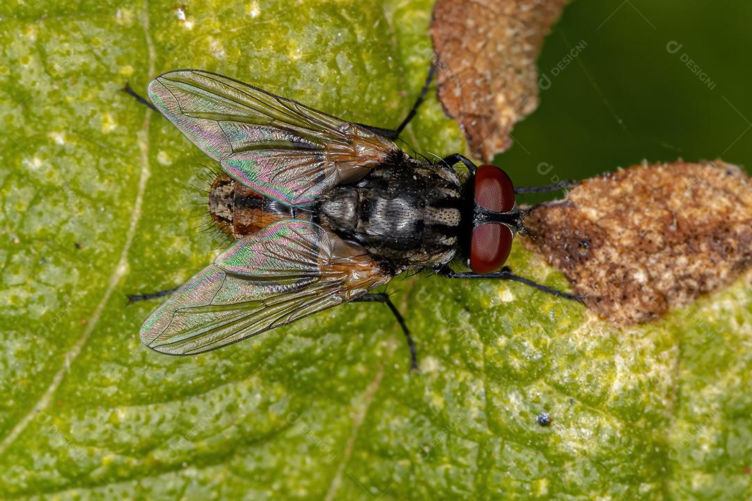 Mosca doméstica adulta da espécie Musca domestica