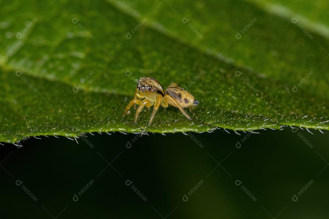 Pequena aranha saltadora do gênero Frigga