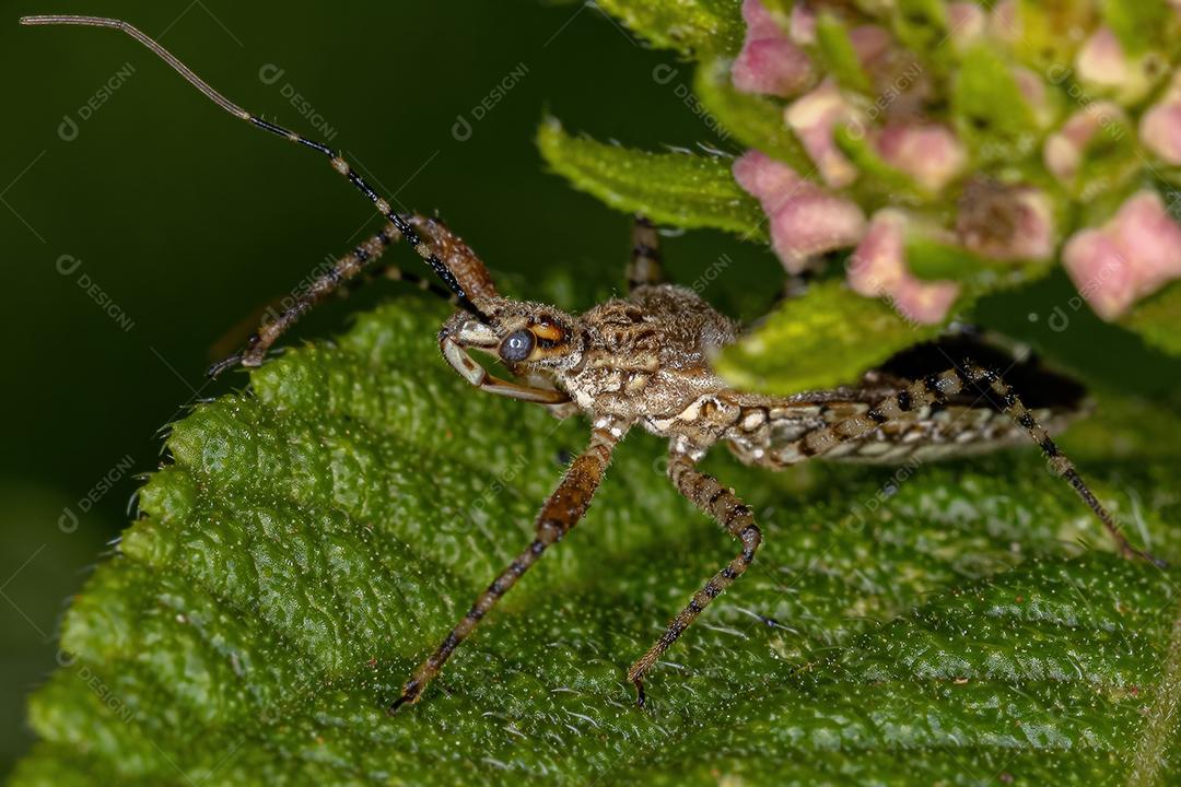 Inseto Assassino Adulto do Gênero Cosmoclopius
