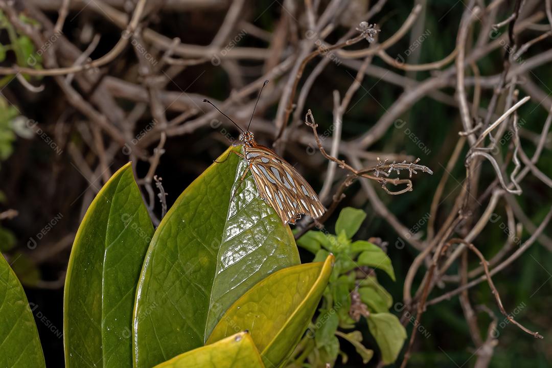 Borboleta adulta com pés de escova do gênero Dione