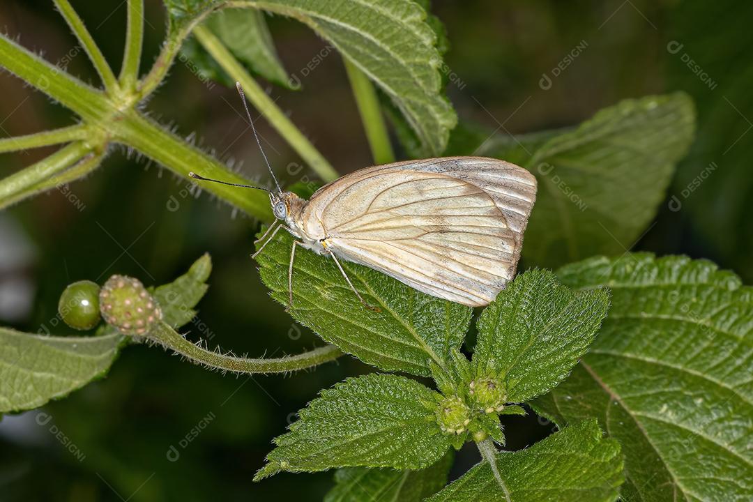 Grande borboleta branca do sul adulta da espécie Ascia monuste