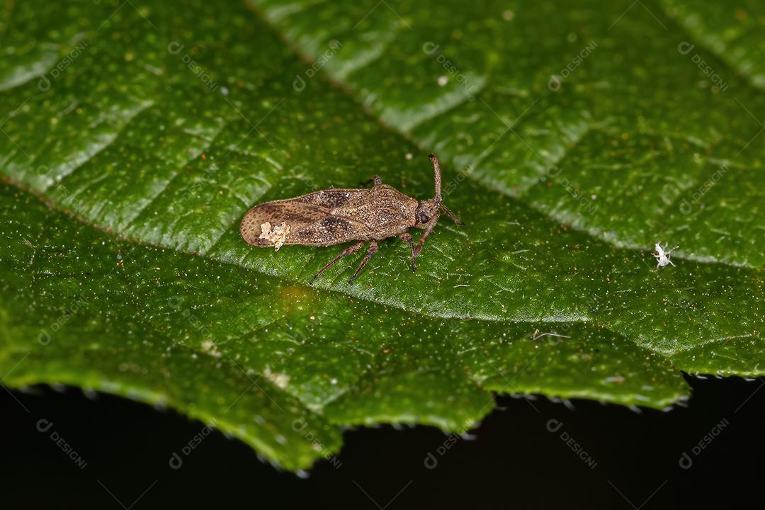 Pequeno Lace Bug da Família Tingidae