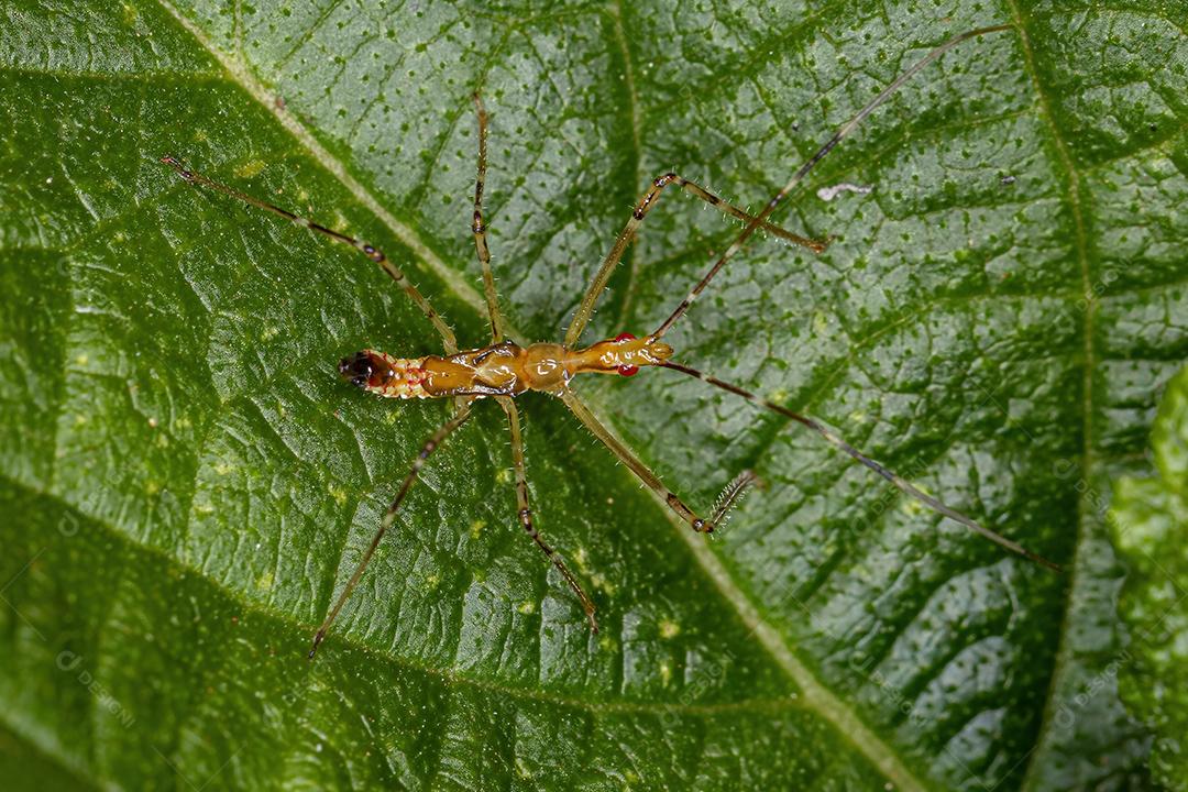 Assassin Bug Ninfa da Tribo Harpactorini