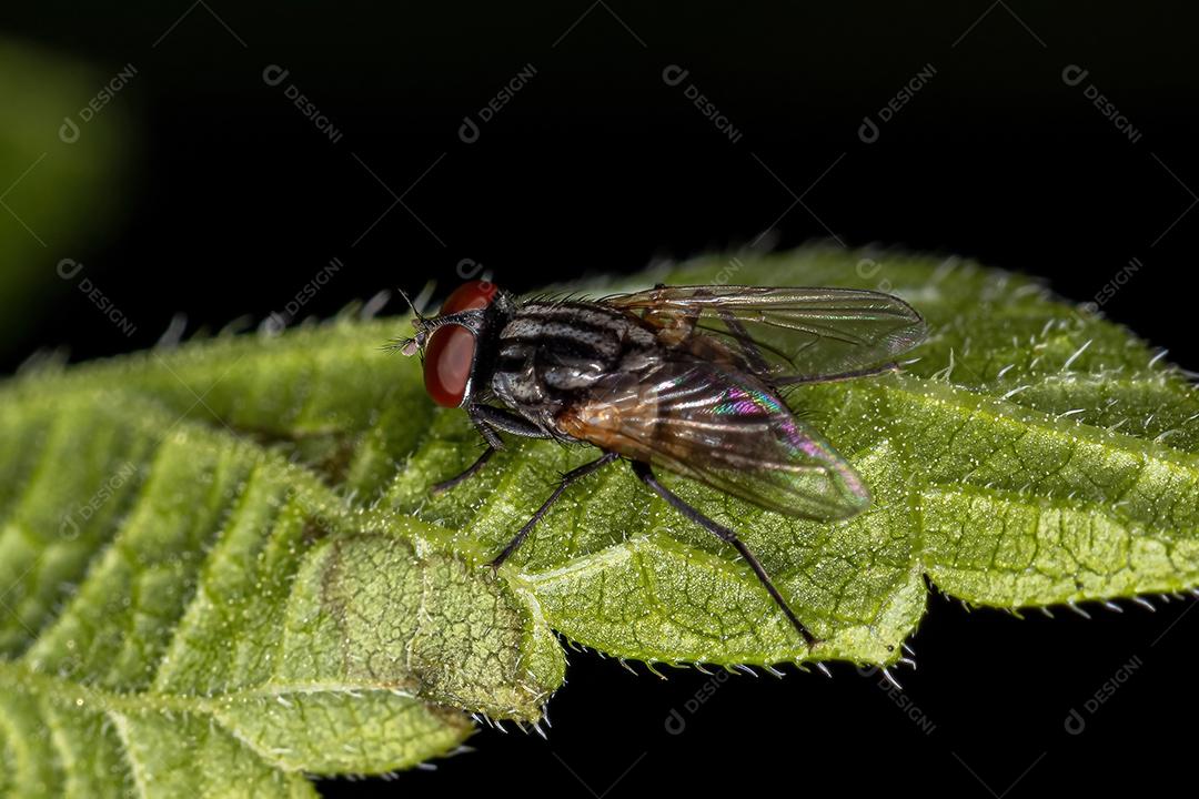 Mosca doméstica adulta da espécie Musca domestica