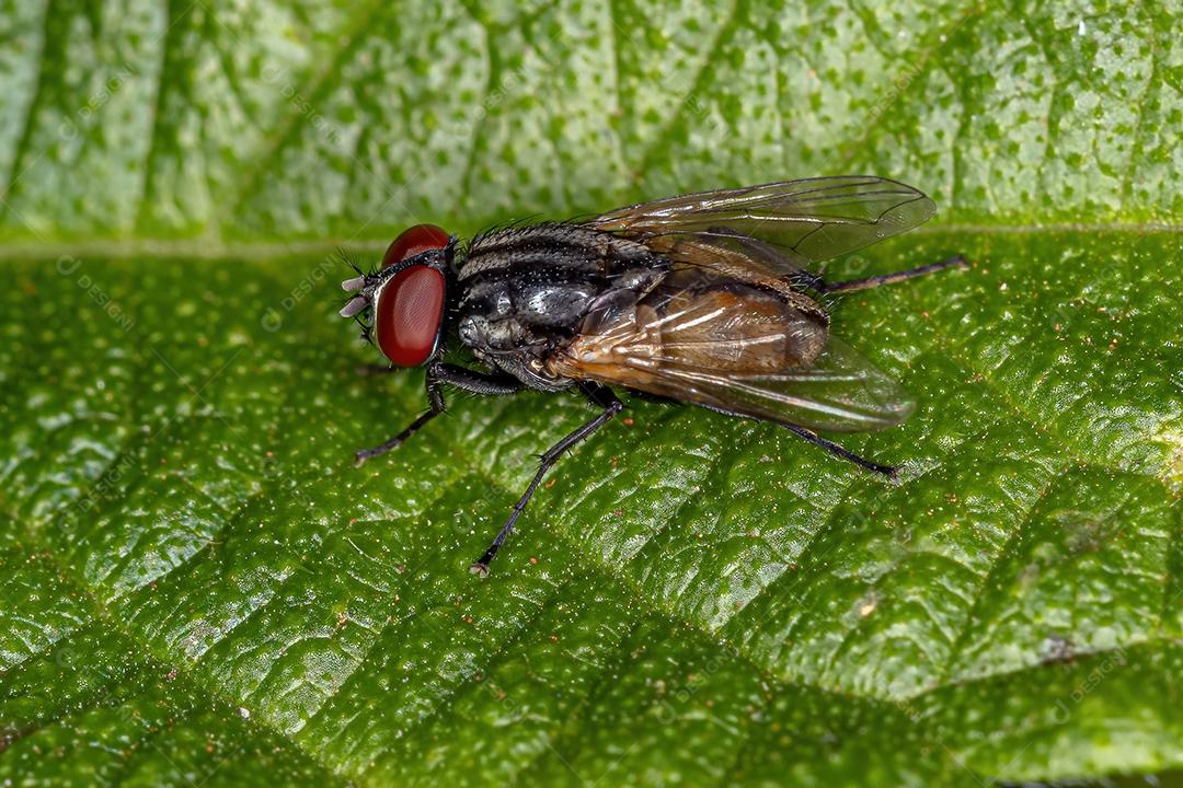 Mosca doméstica adulta da espécie Musca domestica