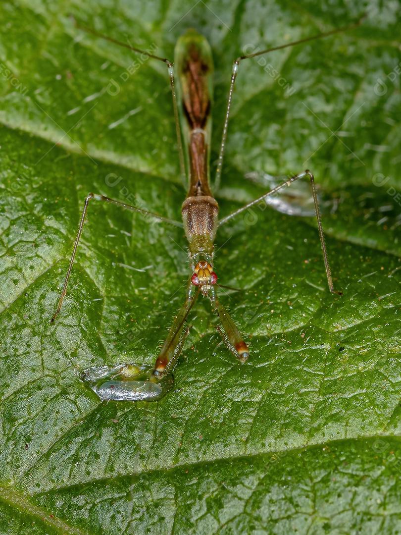 Inseto Assassino Adulto do Gênero Bactrodes