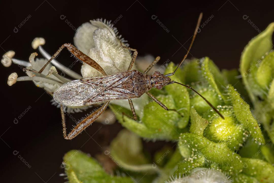 Inseto Verdadeiro Adulto da Subordem Heteroptera