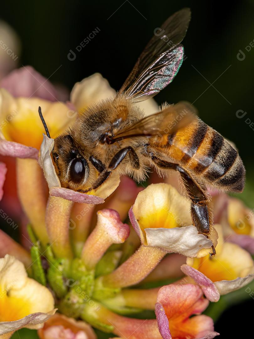 Abelha adulta ocidental da espécie Apis mellifera polinizando a planta lantana camara