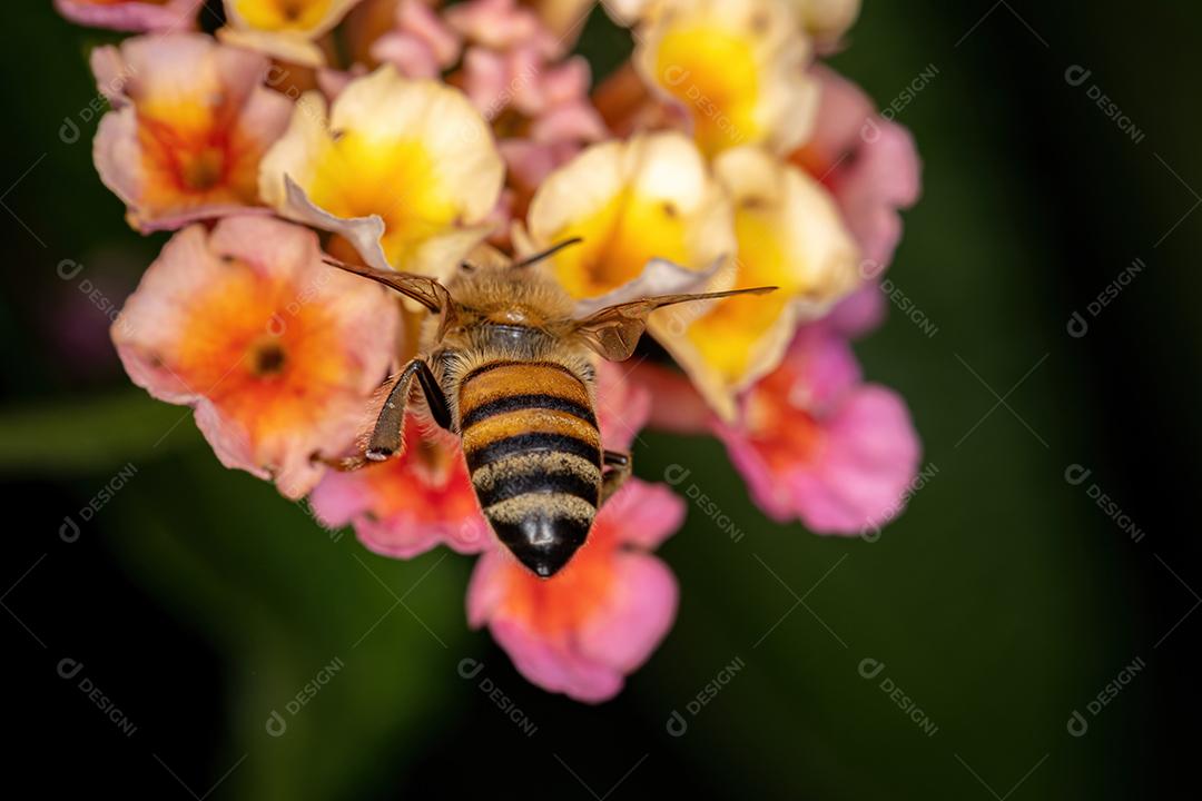 Abelha adulta ocidental da espécie Apis mellifera polinizando a planta lantana camara