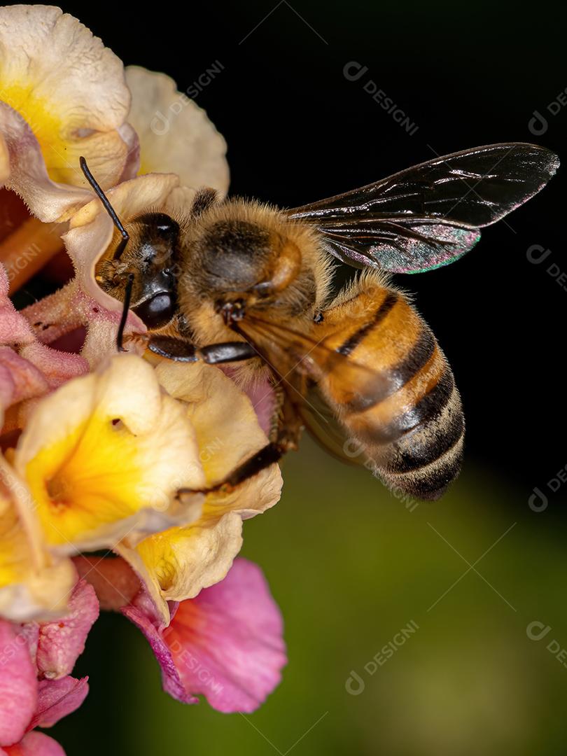 Abelha adulta ocidental da espécie Apis mellifera polinizando a planta lantana camara