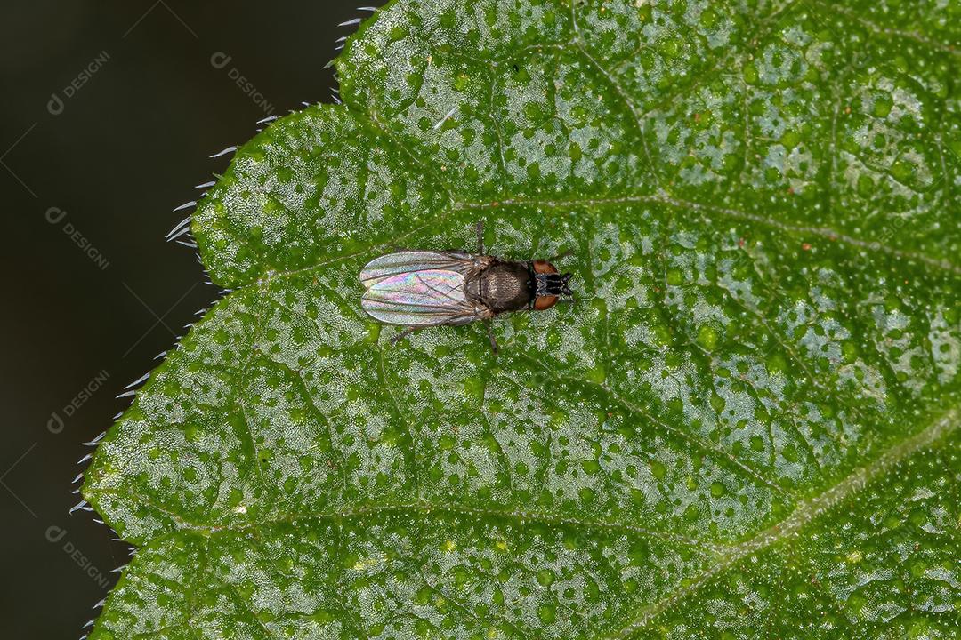 Mosca braquicerana adulta da subordem Brachycera