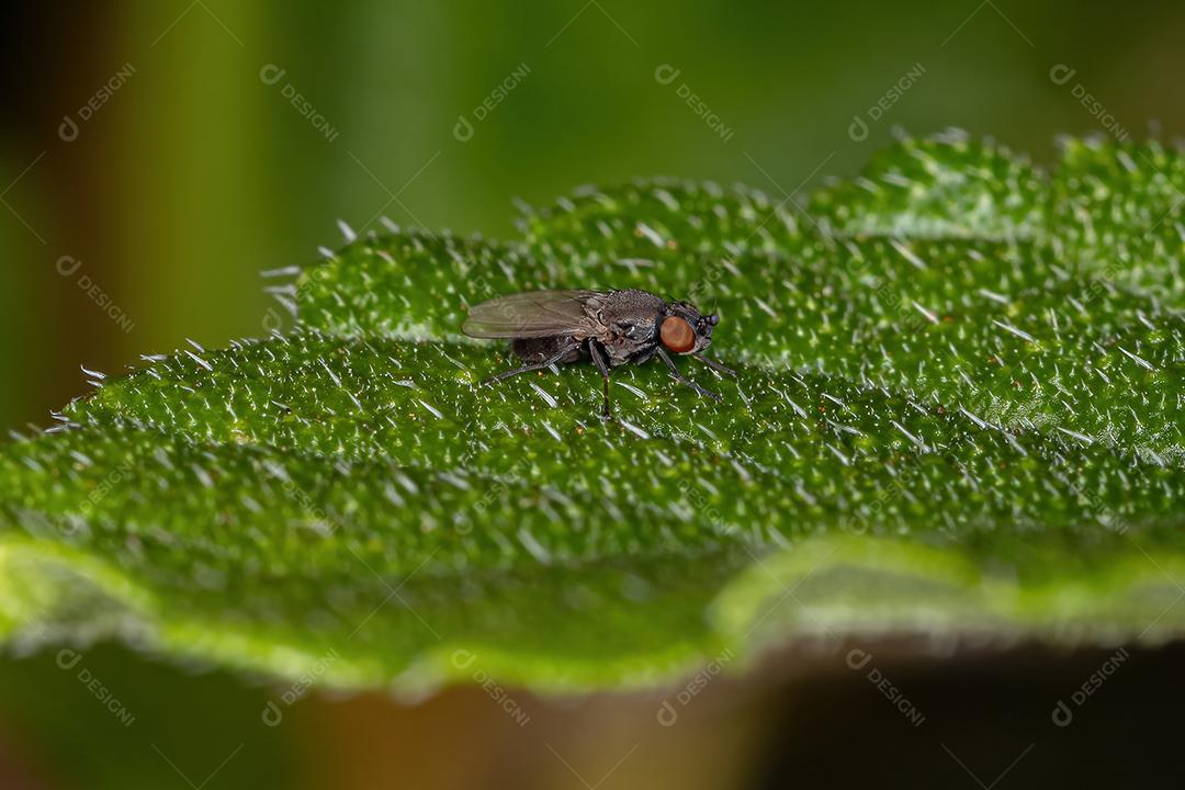 Mosca braquicerana adulta da subordem Brachycera