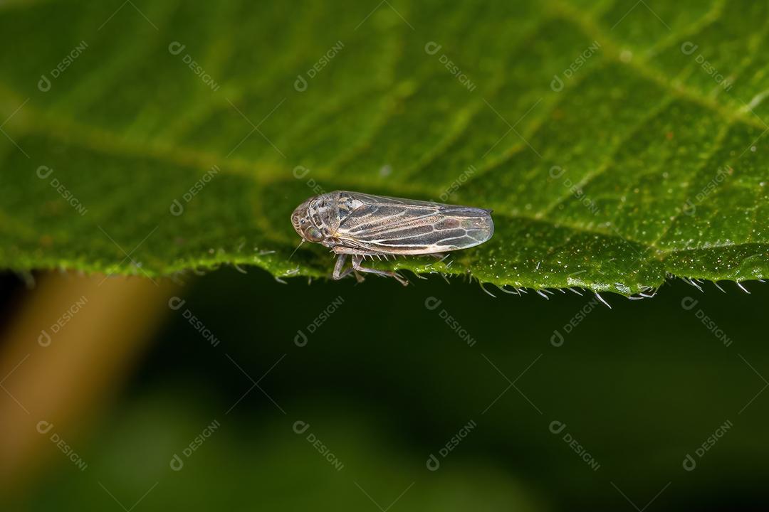 Inseto atirador adulto da família Cicadellidae