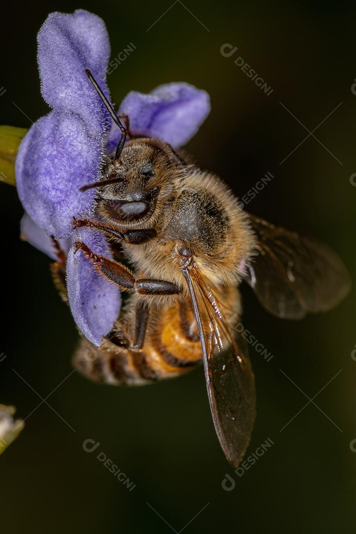 Abelha adulta ocidental da espécie Apis mellifera polinizando duranta erecta