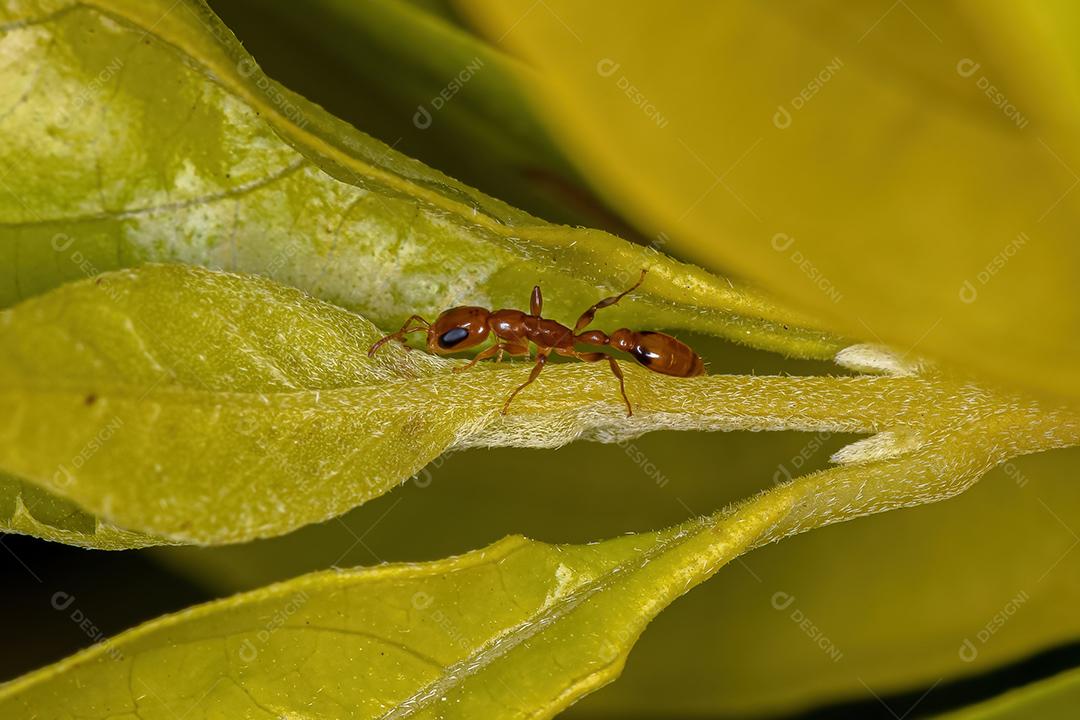 Formiga-galho-vermelha adulta do gênero Pseudomyrmex