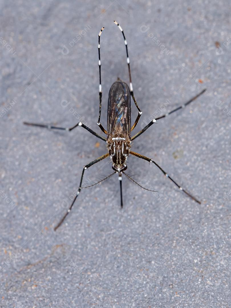 Mosquito adulto da febre amarela da espécie Aedes aegypti