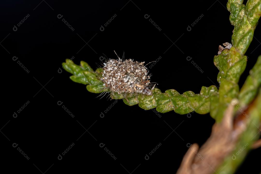 Larva crisopídeo verde da família Chrysopidae