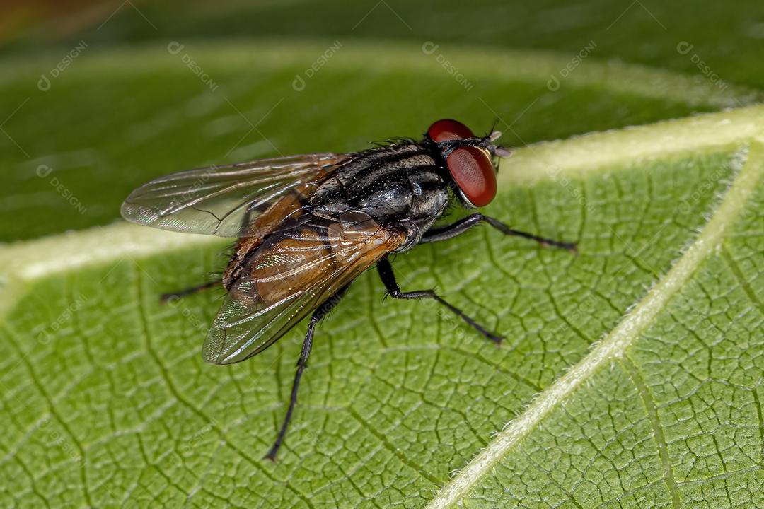 Mosca doméstica adulta da espécie Musca domestica