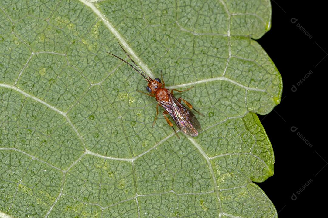 Vespa Braconid adulta da família Braconidae