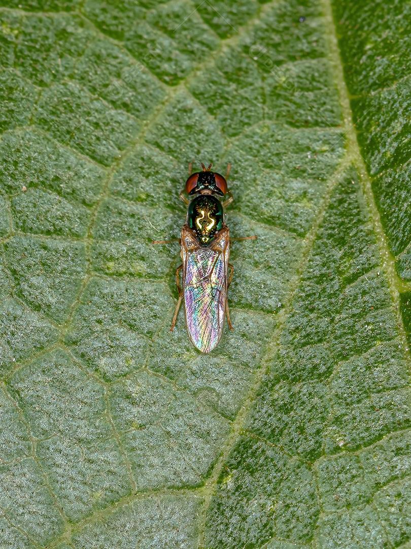 Soldado Adulto Mosca do Gênero Microchrysa