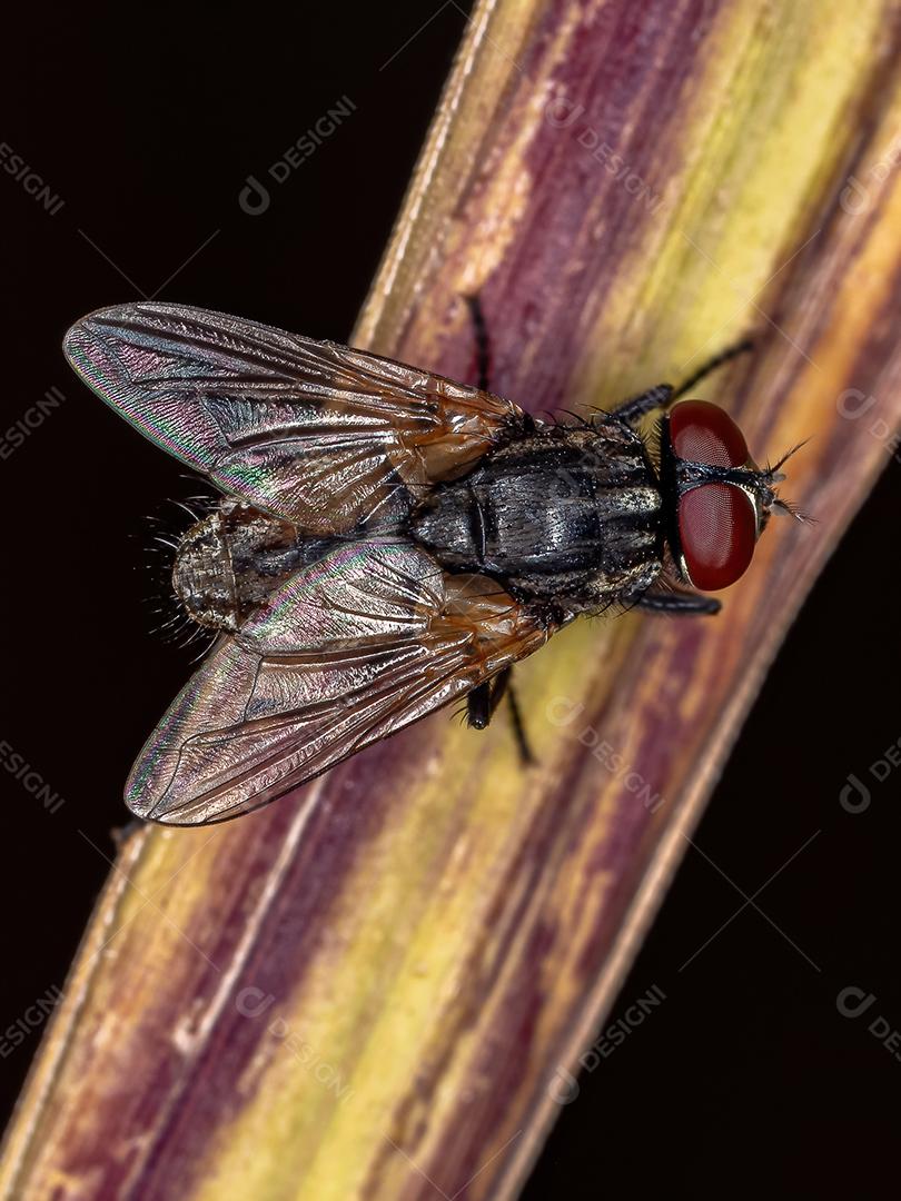 Mosca doméstica adulta da espécie Musca domestica