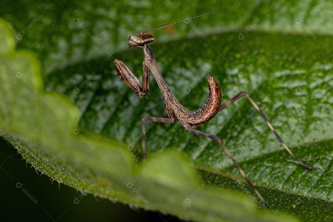 Small Mantid nymph of the subfamily Vatinae