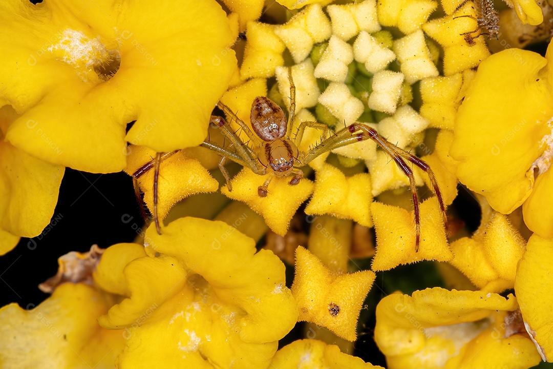 Aranha de caranguejo macho adulto da família Thomisidae em uma flor amarela de Lantana