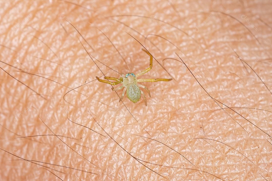 Aranha pequena do caranguejo da família Thomisidae