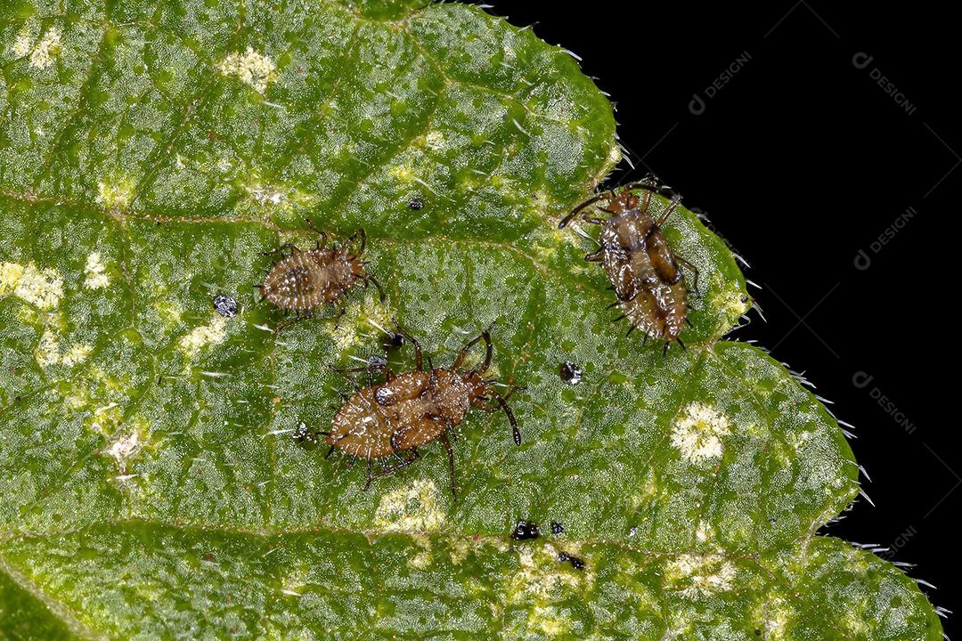 Pequeno Lace Bug da Família Tingidae